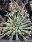Preview: Euphorbia inermis